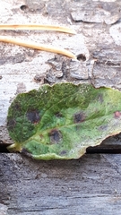 Podosphaera myrtillina