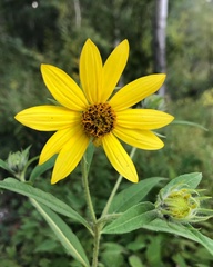 Helianthus giganteus
