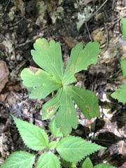 Geranium maculatum