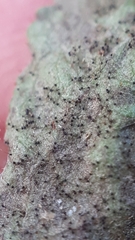 Podosphaera myrtillina