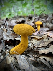Aureoboletus auriflammeus
