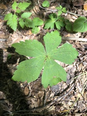 Geranium maculatum