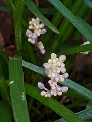 Liriope