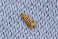 Furcivena strigiferalis