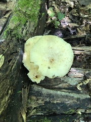 Pleurotus