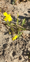 Goodenia pinnatifida