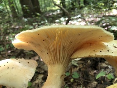 Pleurotus