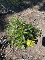 Kalmia latifolia