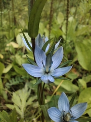 Lomatogonium rotatum