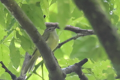Myiopagis viridicata