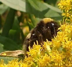 Bombus lucorum