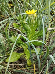 Senecio pseudoarnica