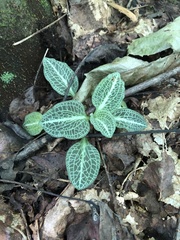 Goodyera pubescens