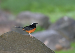 Copsychus stricklandii