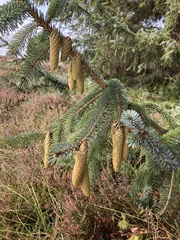 Picea pungens