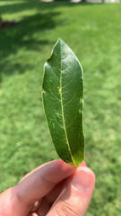 Quercus imbricaria