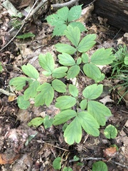 Caulophyllum thalictroides