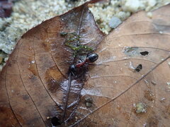 Camponotus obscuripes