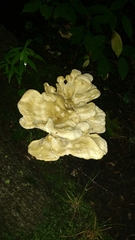 Bondarzewia berkeleyi