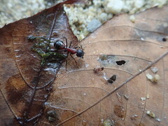 Camponotus obscuripes