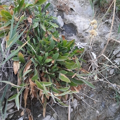 Cephalaria coriacea