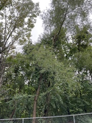 Salix nigra
