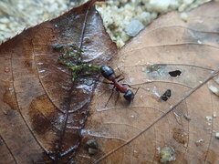 Camponotus obscuripes