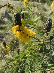 Senna didymobotrya