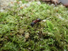 Camponotus obscuripes