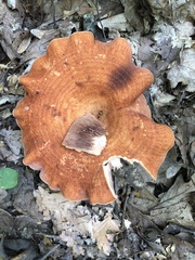 Lactarius peckii