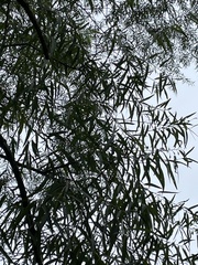 Salix nigra