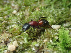 Camponotus obscuripes