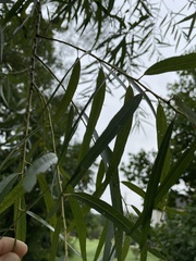 Salix nigra