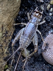 Velarifictorus micado