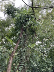 Salix nigra