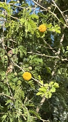 Vachellia albicorticata