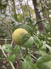 Citrus trifoliata