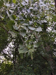 Populus deltoides