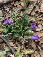 Campanula medium