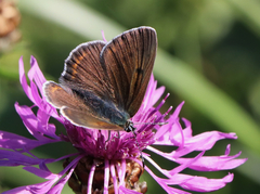 Lycaena hippothoe
