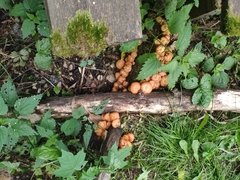 Kuehneromyces mutabilis