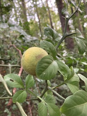 Citrus trifoliata