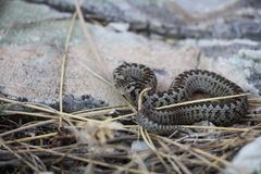 Vipera ursinii