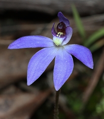 Cyanicula caerulea