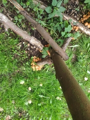 Kuehneromyces mutabilis