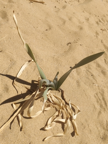 Pancratium maritimum image