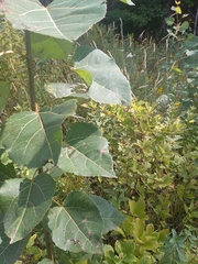 Populus tremuloides