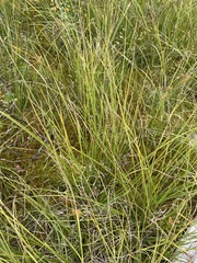 Carex rostrata