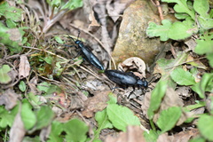 Meloe proscarabaeus