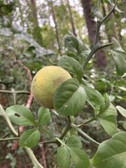 Citrus trifoliata